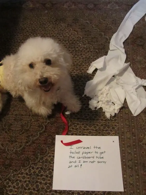 a happy Bichon Frise sitting on the carpet with a torn tissue paper next to him and a note in front of him with writings - I unravel the toiled paper to get the cardboard tube and I am not sorry at all! 