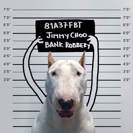 Bull Terrier in mugshot