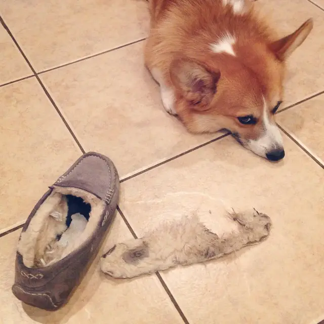 corgi dog lying on the floor with a torn shoes