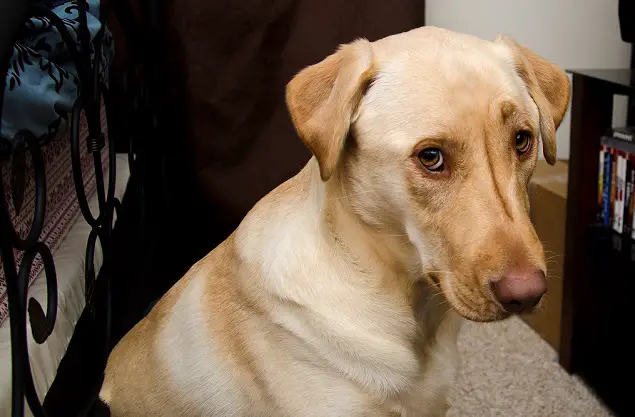 Labrador with its begging face while sitting on the floor