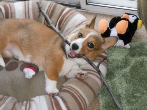 A Corgi lying in the bed with a stick in its mouth