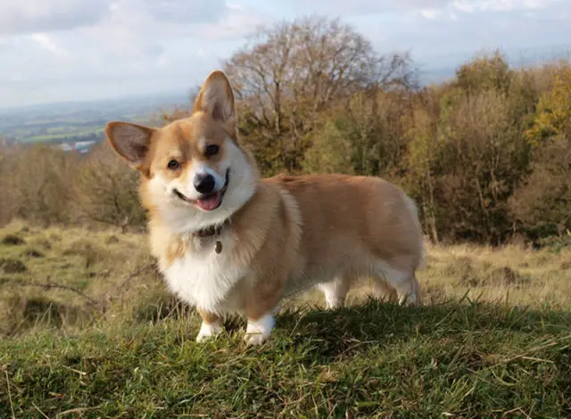 A Corgi standing on top of the mountain while smiling