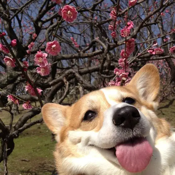 A adorable face of a Corgi with a tree of pink flowers behind him at the park