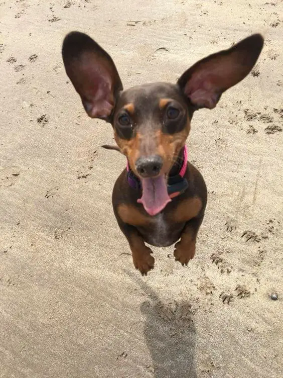 A Dachshund jumping in the sand