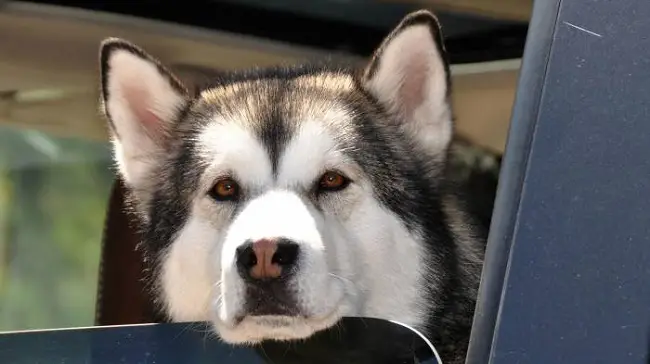 Husky with its face on the window of the car