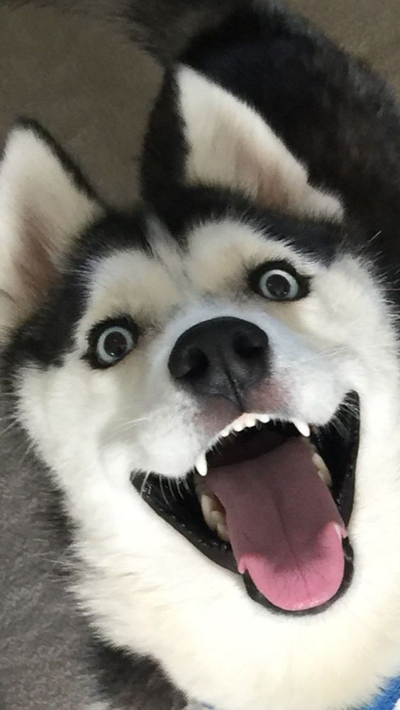 Excited husky