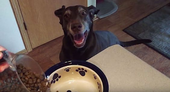 A Labrador Retriever standing behind the table while looking at the his dog food being poured on its bowl with its thrilled face