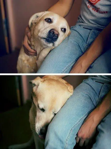 Labrador leaning on a man's legs