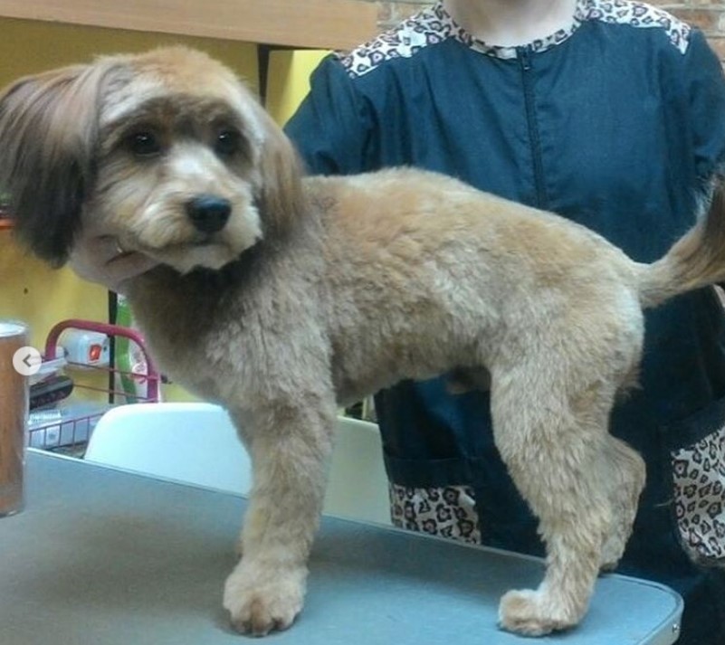 freshly groomed havanese in the dog salon, refreshing hair cut with the hair on its body trimmed and the its ears' hair kept long and straight