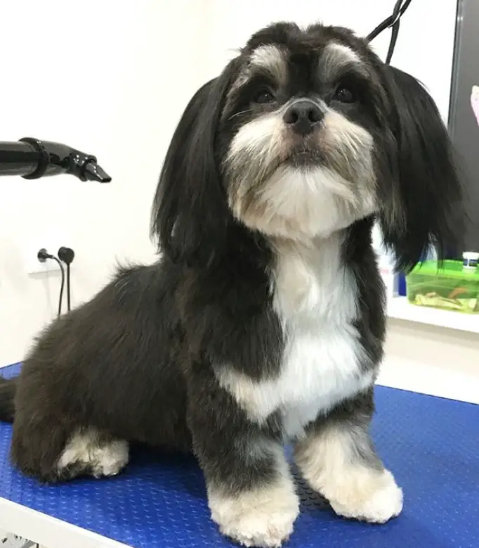 havanese dog with black and white hair at the dog salon. It has a long hair on its body and face, except for its ears that has extra long, black, and straight hair