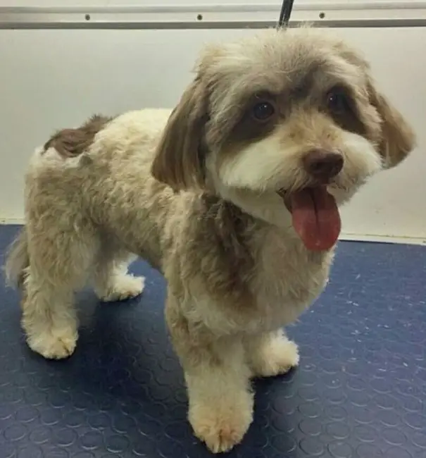 cute light brown havanese, standing with its tongue sticking out. Its hair on the body is fluffy and short. Its hair on the face is kept long specially its ears.