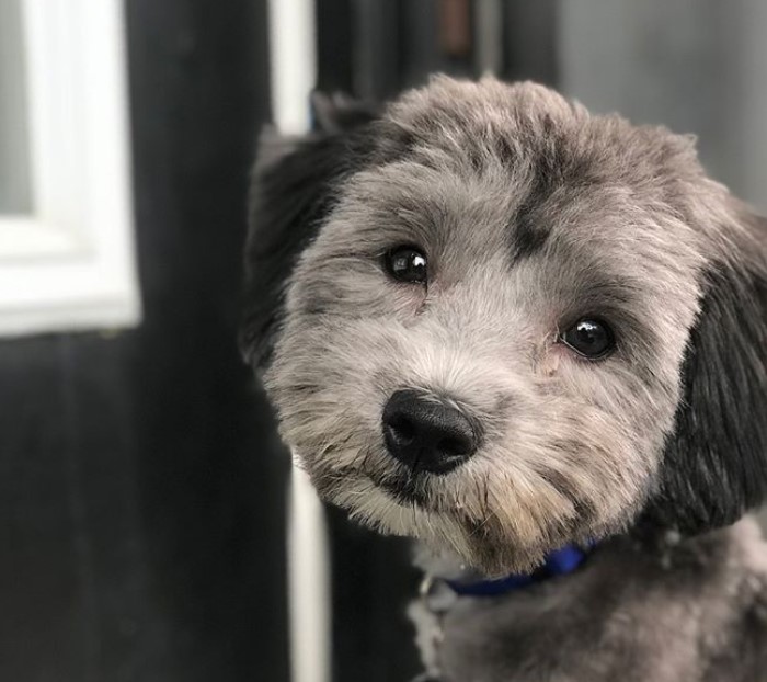 freshly groomed havanese face while staring at you with cute eyes. It has a fluffy hair in its face