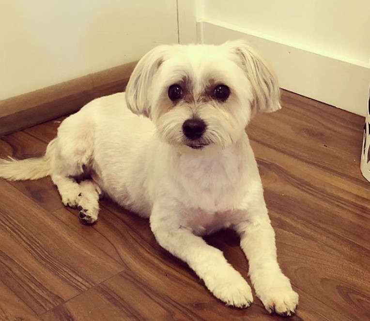 white havanese resting on the floor. the hair on its ears is straight and a little long, and the rest of the body trimmed