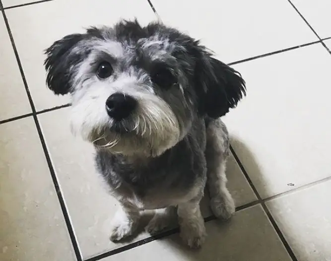 cute havanese with balck and white curly and fluffy hair sitting on the floor