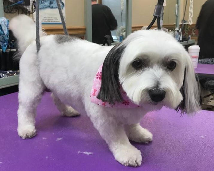 cute white havanese trimmed except for the hair on the ears and face that is kept long and straight. It is wearing a pink scarf and standing in the grooming salon table