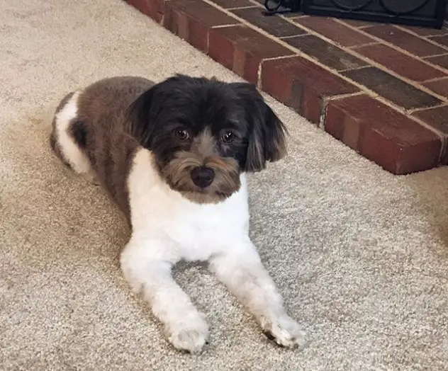 Havanese dog with black, white, and brown hair resting on the floor. It has a trimmed fluffy hair on its body and ears with medium length haircut