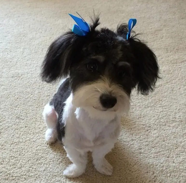 black and white haired havanese dog sitting on the floor, with a teddy bear haircut and blue ribbons on its ears