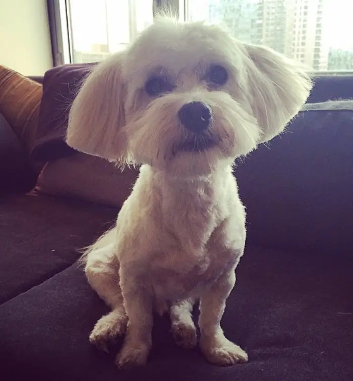 white havanese sitting on a couch, with a haircut leaving its hairs on the ears long and straight