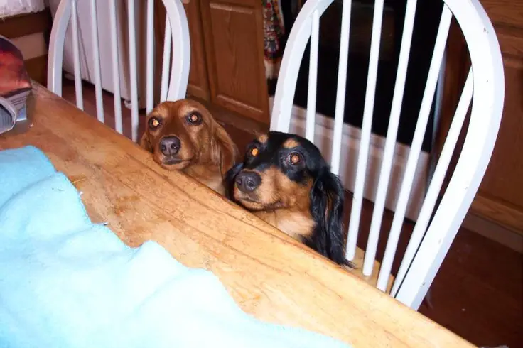 two Dachshund sitting at the table