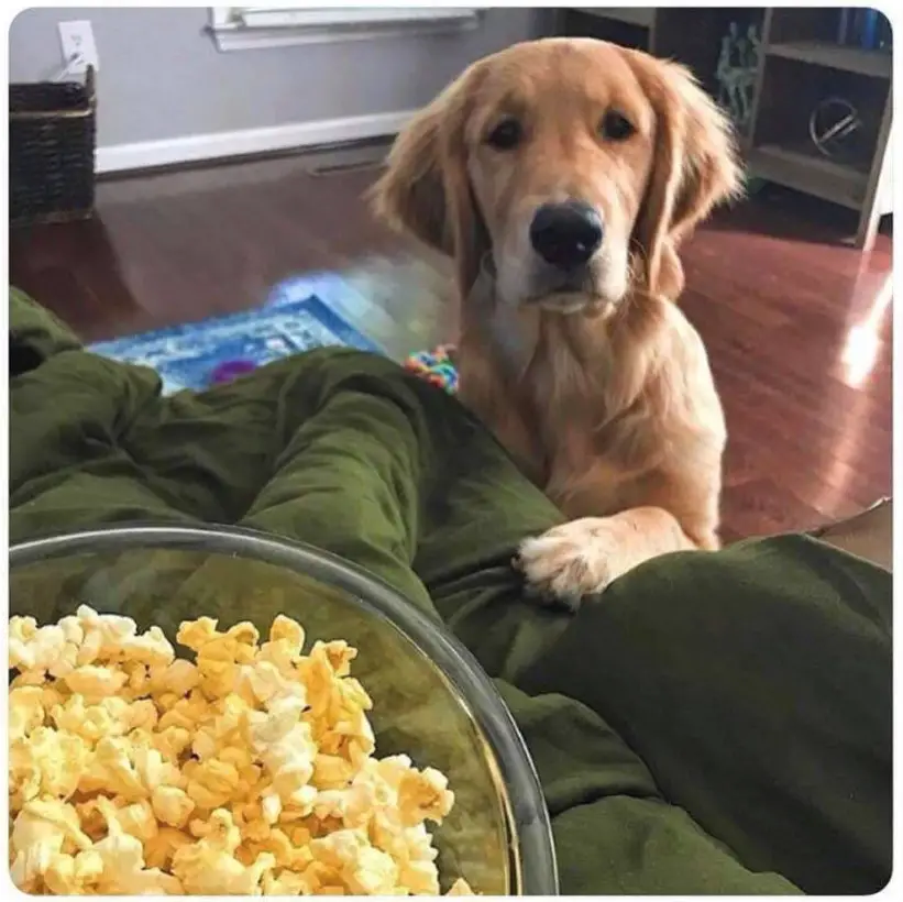 A Golden Retriever sitting on the floor with its paw on the couch behind the bowl popcorn