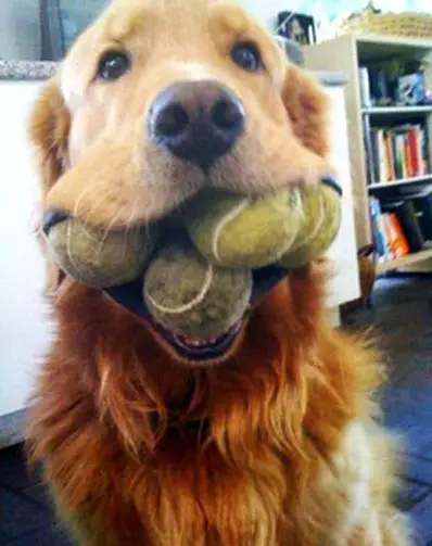 A Golden Retriever with three balls in its mouth while sitting on the floor