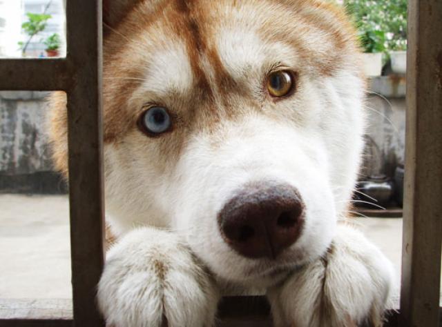 begging husky from the window