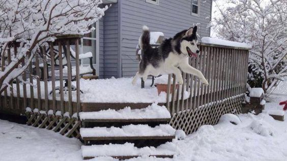 husky jumping from the stairs in snow