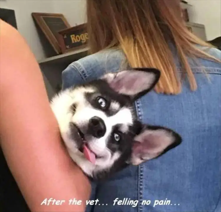 Husky being carried by a man while its head and funny face sticking its tongue out hanging on the side of his arms photo with text - After the vet... felling no pain...