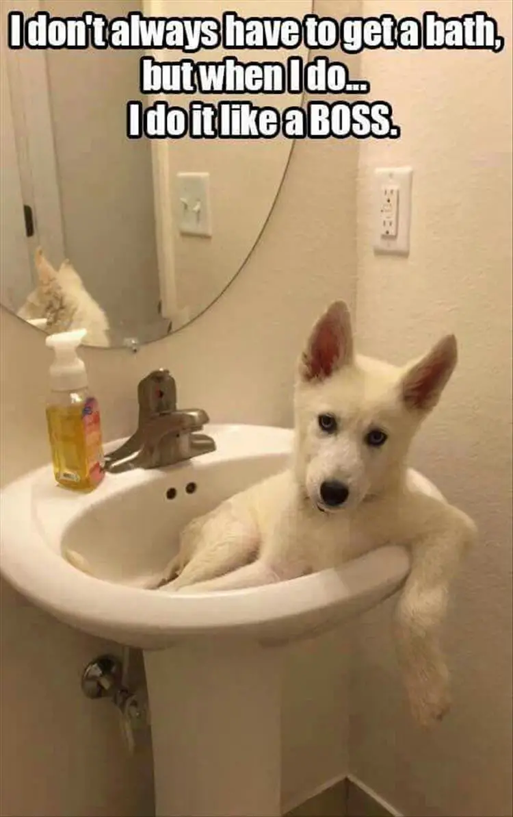Husky puppy lying in the bathroom sink photo with text - I don't always have to get a bath, but when I do.... I do it like a BOSS.