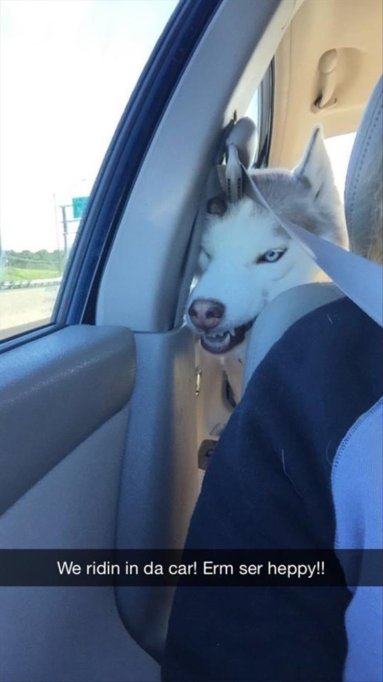 funny face of a Husky sitting in the backseat while its head is squished on the side of the passenger seat photo with caption - We ridin in da car! Erm ser heppy!