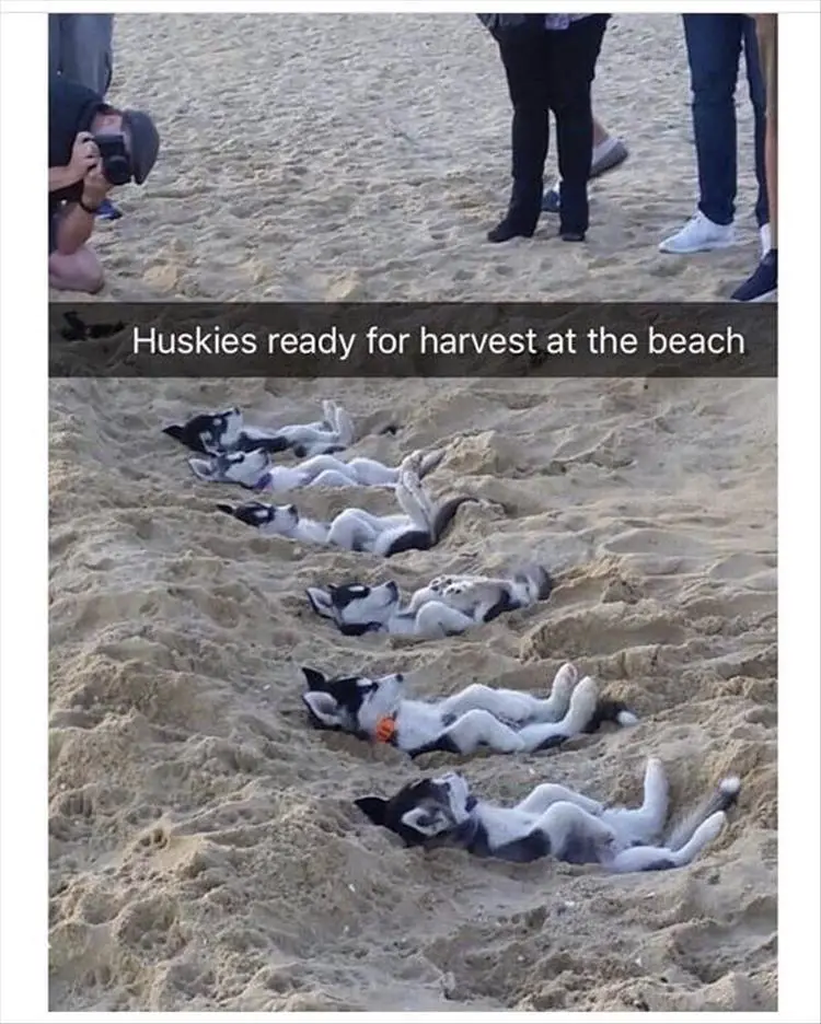 Husky puppies lying in the sand while people are taking pictures of them photo with caption - Huskies ready for harvest at the beach