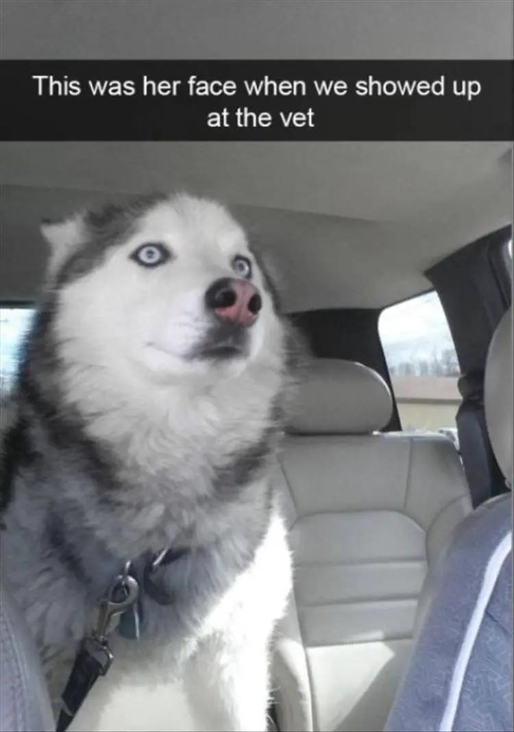 Husky sitting still in the backseat photo with text - This was her face when we showed up at the vet