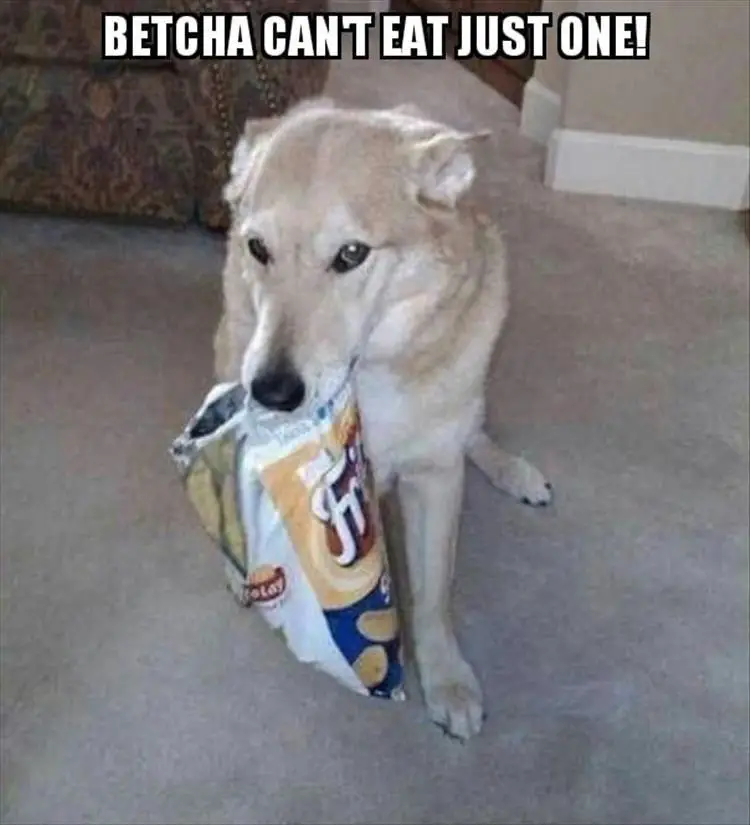 Husky sitting on the floor with chips in its mouth photo with text - Betcha can't eat just one!