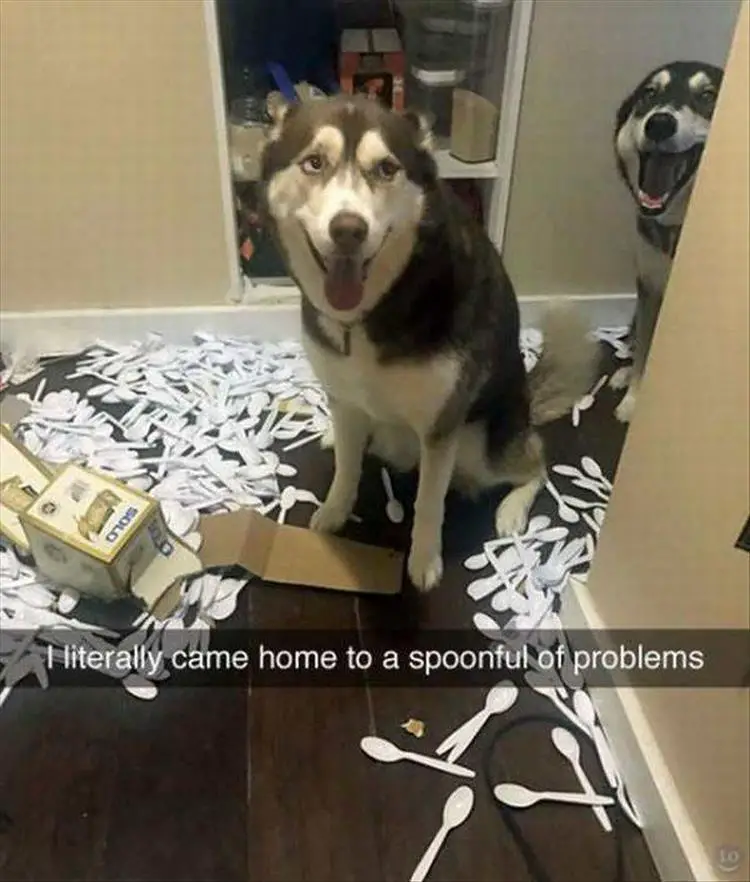 Husky sitting on the floor with spilled spoon plastic on the floor photo with caption - I literally came home to a spoonful of problems