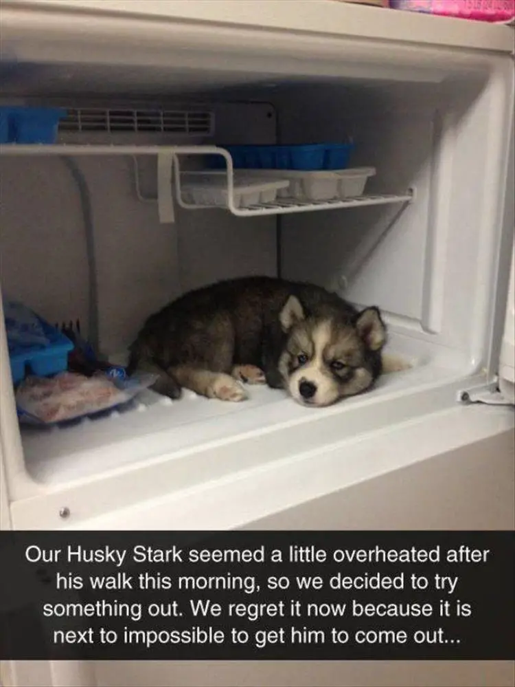 Husky puppy lying inside the fridge photo with text - Our Husky seemed a little overheated after his walk this morning. so we decided to try something out. We regret it now because it is next to impossible to get him to come out.