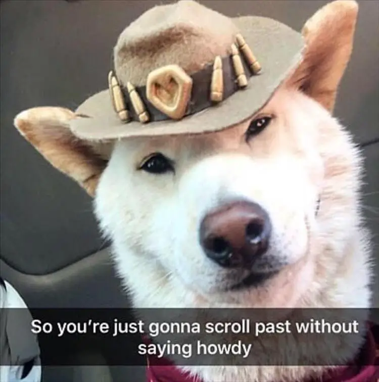 Husky wearing a cowboy hat while smiling photo with caption - So you're just gonna scroll past without saying howdy