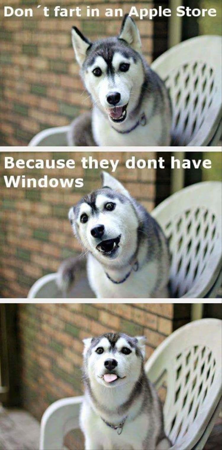 three photos of a Husky sitting on the chair photo with text - Don't fart in an Apple Store because they don't have windows...