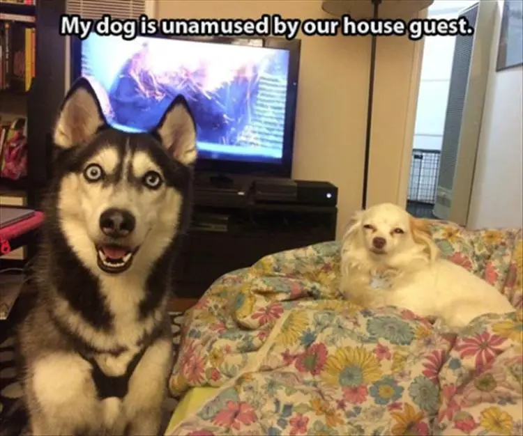 a Husky smiling while sitting on the floor next to an unamused Chihuahua lying on its couch photo with text - My dog is unamused by our house guest.