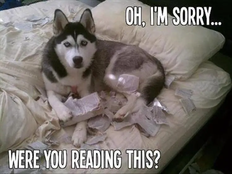 Husky lying on the bed with torn pieces of books photo with text - Oh, I'm sorry... were you reading this?