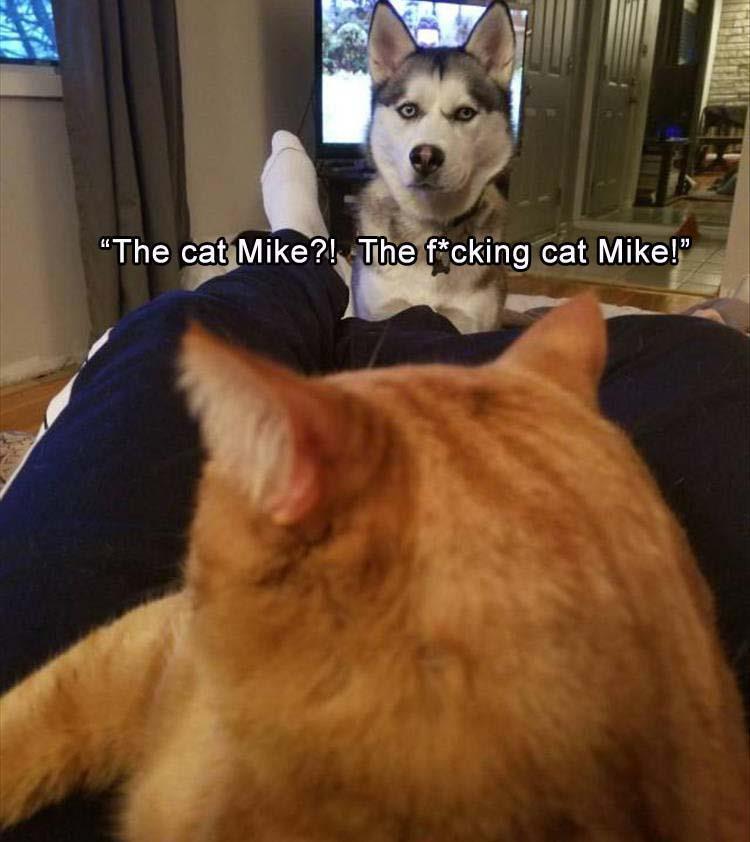 a furious Husky staring behind the foot of the owner lying on the couch with a cat photo with text - That cat Mike? The f*cking cat Mike!