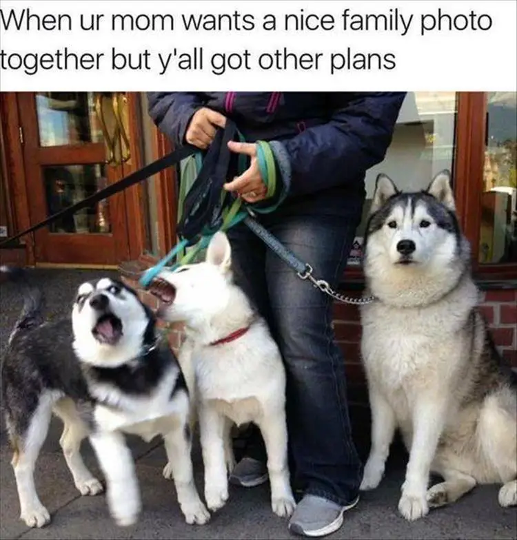 two Husky puppies fighting while a woman is fixing their leash behind them and an adult Husky sitting still on the other side photo with text- When ur mom wants a nice family photo together but y'all got other plans 