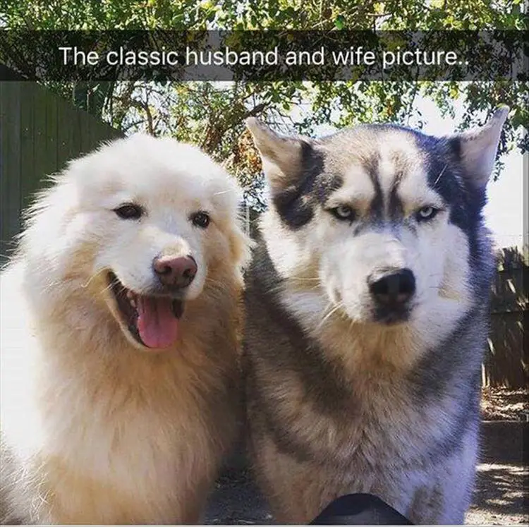 a happy Husky next to a grumpy Husky photo with text - The classic husband and wife picture...