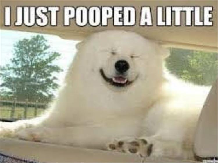 Husky lying on the back of the car and smiling while its head is on the roof photo with text - I just pooped a little