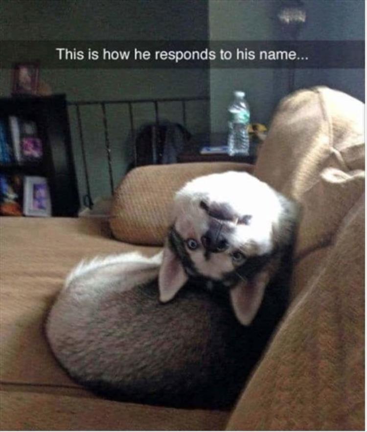 Husky sitting on the couch while its neck its stretch back so its head is on its back photo with text - This is how he responds to his name...