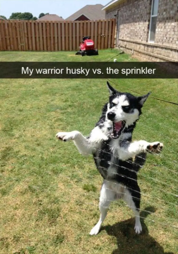 Husky catching the water from the sprinkler in the yard photo with text - My warrior Husky vs. the sprinkler