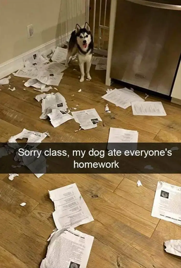 Husky standing on the floor with torn pieces of school papers photo with text - Sorry class, my dog ate everyone's homework