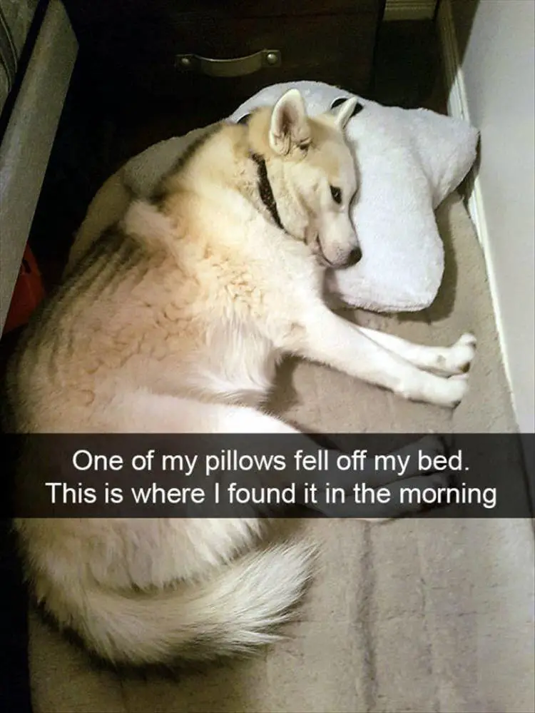 Husky lying on its bed with its head on the pillow on the floor photo with caption - One of my pillows fell off my bed. This is where I found it in the morning