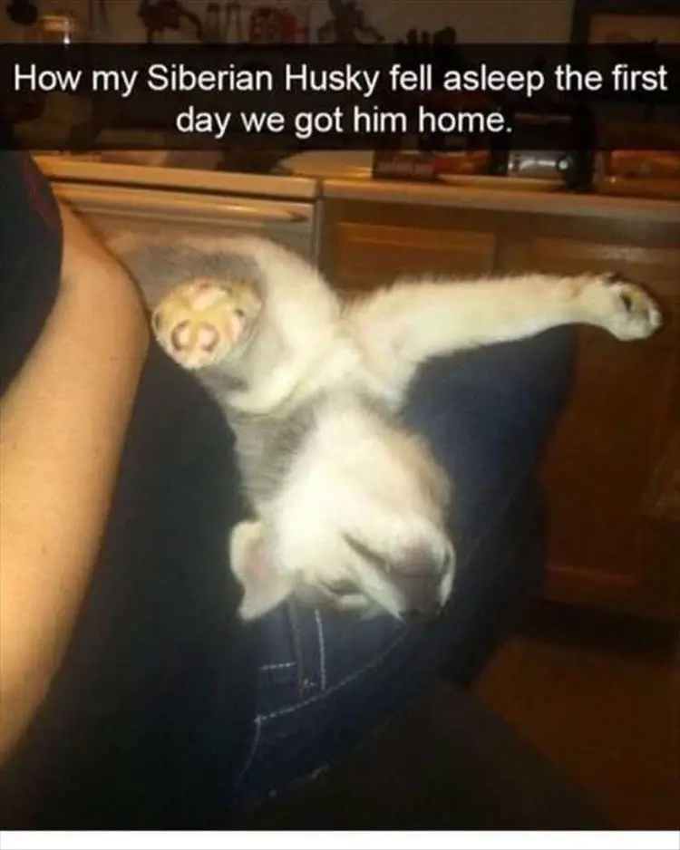 Husky puppy sleeping on the man's lap with its arms spread out and its head falling on the side photo with caption - How my Siberian Husky fell asleep the first day we got him home