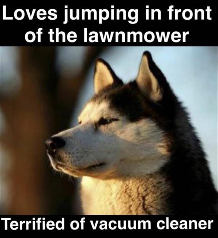 Husky sideview head with sunlight on its face photo with caption - Loves jumping in front of the lawnmower. Terrified of the vacuum cleaner