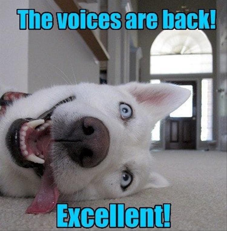 Husky lying on the floor with its goofy face photo with text - The voices are back! Excellent!